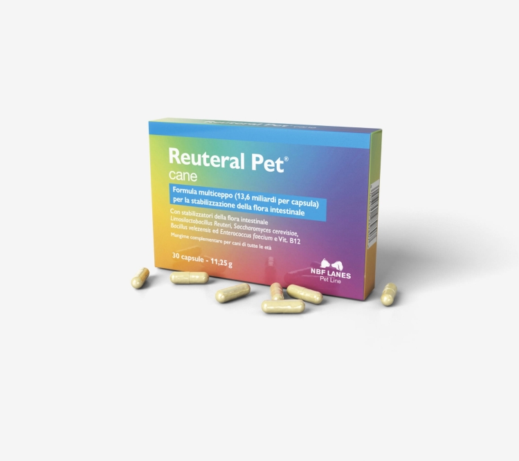 Reuteral_Pet_C-–-Szary-scaled.jpg