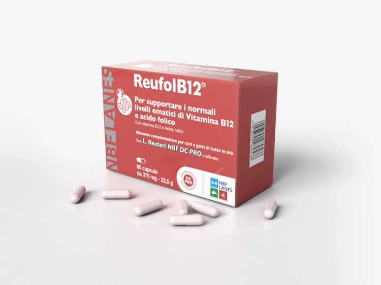 reufolB12-www.png